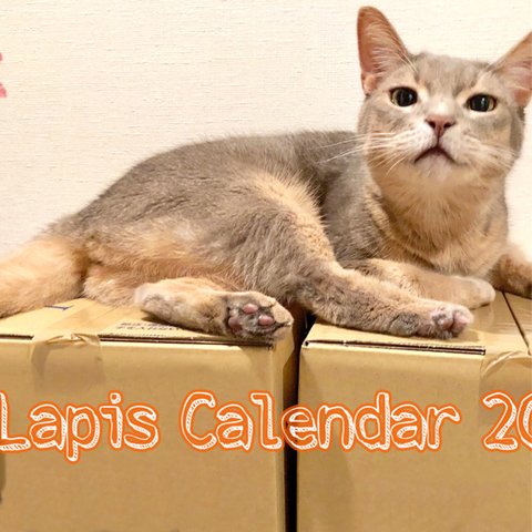 猫写真カレンダー2019