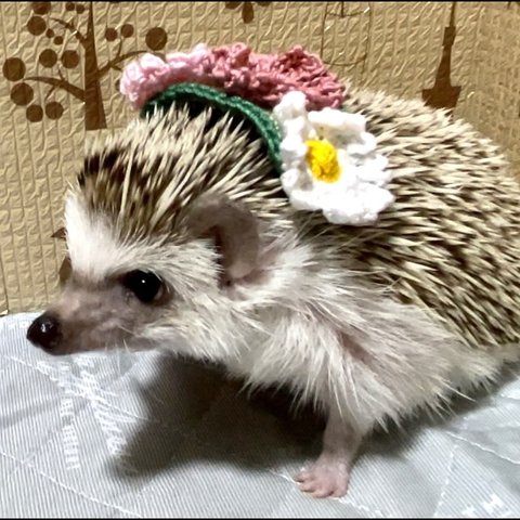 コスモス🌸の帽子（ハリネズミ、小動物用）