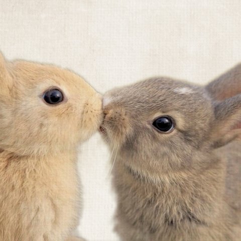 うさぎのキス アートポスター