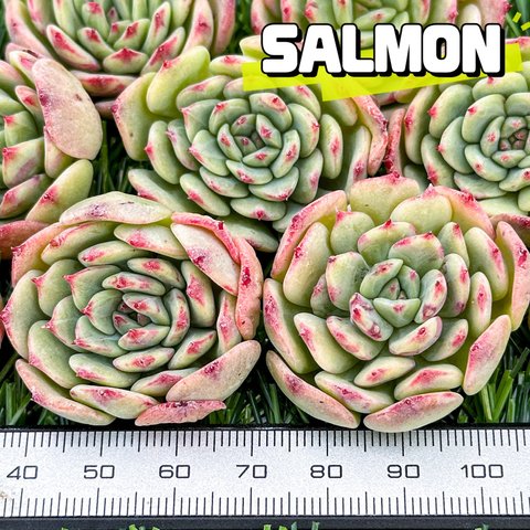 新入荷 大人気 多肉植物 エケベリア サーモン(salmon） 超美苗 レア種