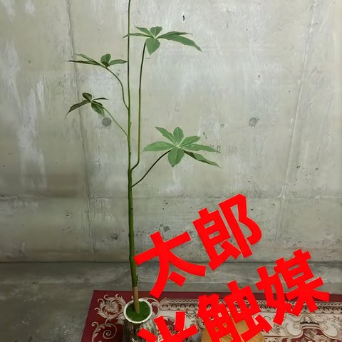 光触媒　人工観葉植物　ウォールグリーン　フェイクグリーン　スリムパキラ@gja