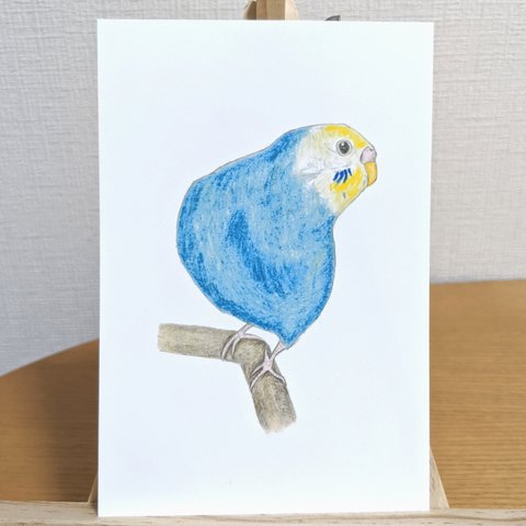 セキセイインコレインボー 同柄3枚組ポストカード【変更可能】