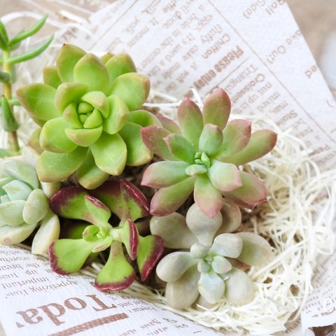 寄せ植えなどに♡多肉植物抜き苗6種類アソート◡̈♪