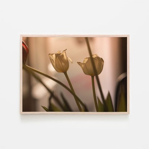 チューリップ / アートポスター 写真 2L〜 カラー 白黒 アートプリント 横向き 自然 花 フラワー ヴィンテージ風