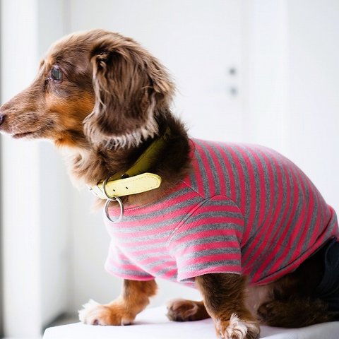 犬服　手作りのおててがかわいく見える袖付きカットソー+パンツ　赤ボーダー