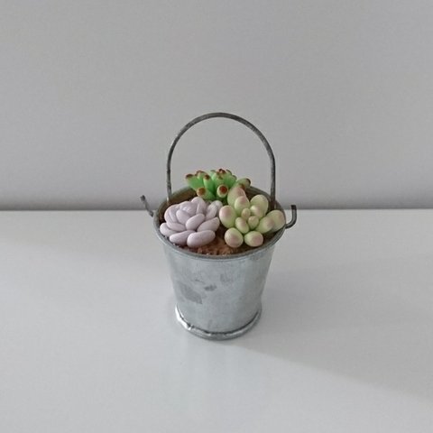 多肉植物の寄せ植え🌵