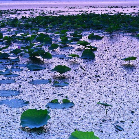 Ａ4　写真　プリント　琵琶湖