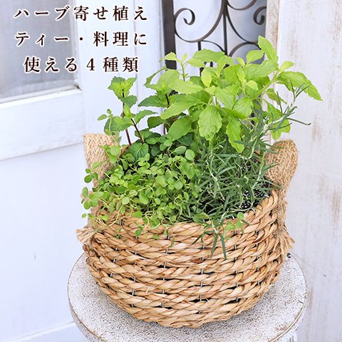 🍃ハーブ寄せ植え おまかせ 木製カゴジュートバスケット おしゃれ 料理 香り 誕生日 プレゼント 母の日 ギフト