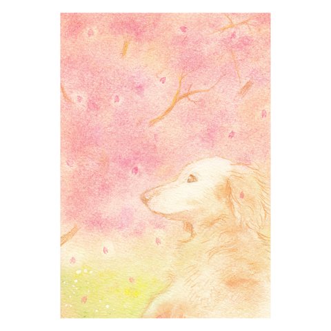 ＊桜が咲いたよ＊　選べるイラストポストカード2枚組セット　No.1