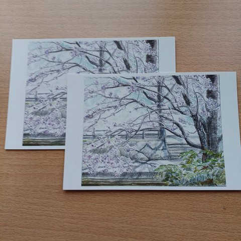 「春の陽射し(桜)」二枚セット