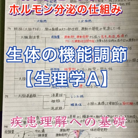 看護師、准看護師国家試験、看護学科定期試験対策シリーズ【生理学A】まとめノート