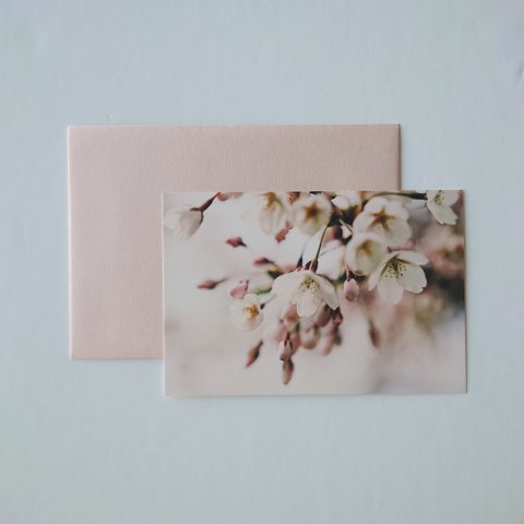 桜4　ポストカード　グリーティングカード　レターセット　バースデー　誕生日　花　春　写真　文字入れサービス有り