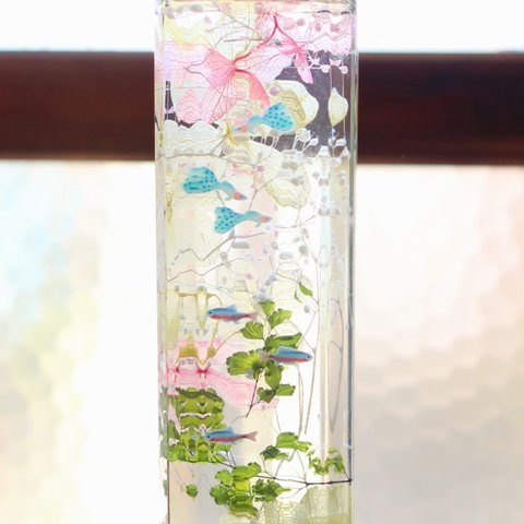 植物ノ瓶詰メ標本Collection　【手のひら水槽：テトラ＆グッピー】