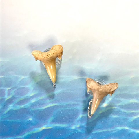 SALE！！化石標本◇サメの歯【Ⅲ】earring／316L 