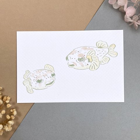 魚のポストカード「ハリセンボン」