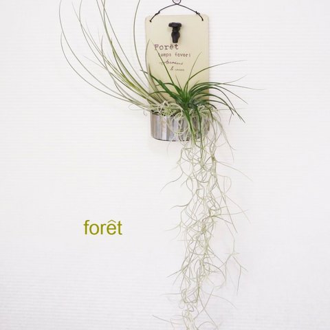 ★エアープランツ 壁掛けアレンジ ″ Foret ″ ★ 