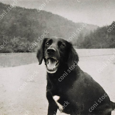 優しい顔の犬の昔の写真のイメージ、レトロ、モノクロ、アート、古びた写真　conistock_85971_03