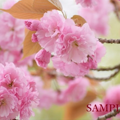 リビングを華やかに♪　A4サイズ写真　「八重桜」