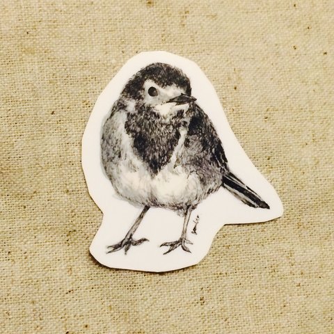 復刻/ White wagtail: Sticker (1枚)