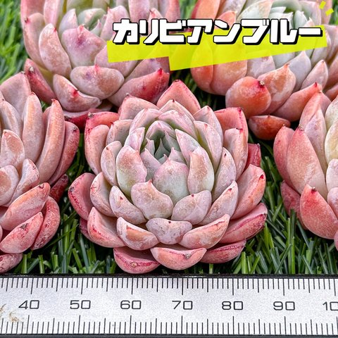 新入荷 大人気 多肉植物 エケベリア カリビアンブルー 超美苗 レア種