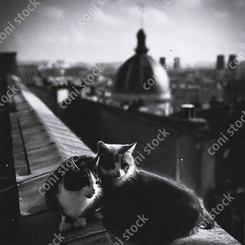 高いところで寄り添う猫、背景にパリの街のイメージ、レトロ、モノクロ、アート、古びた写真　conistock_87076_03