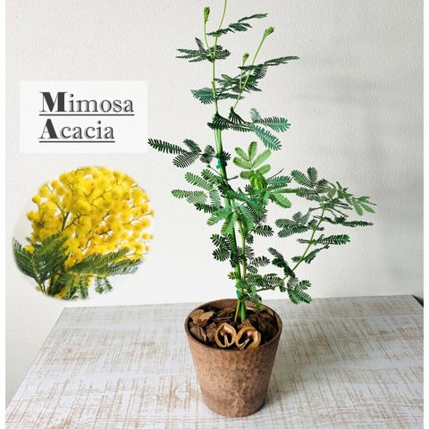 大人気の『ミモザ』4号　アロマ鉢　　観葉植物　インテリア　
