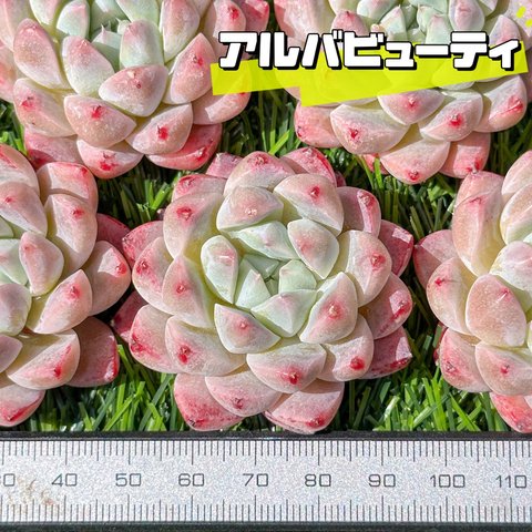 新入荷 大人気 多肉植物 エケベリア アルバビューティー 超美苗 レア種