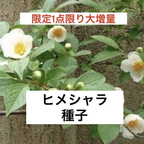 【限定1点限り大増量】ヒメシャラ 白花 種子