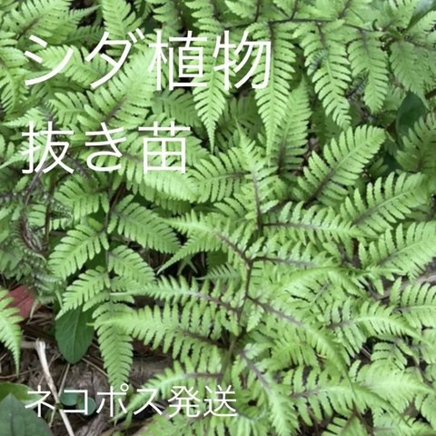 【シダ植物】抜き苗セット　無農薬自家栽培苔玉盆栽日本庭園宿根草山野草ネコポス