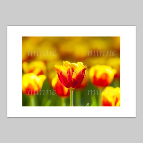 チューリップの花の写真(A3)の1点セレクト　送料無料