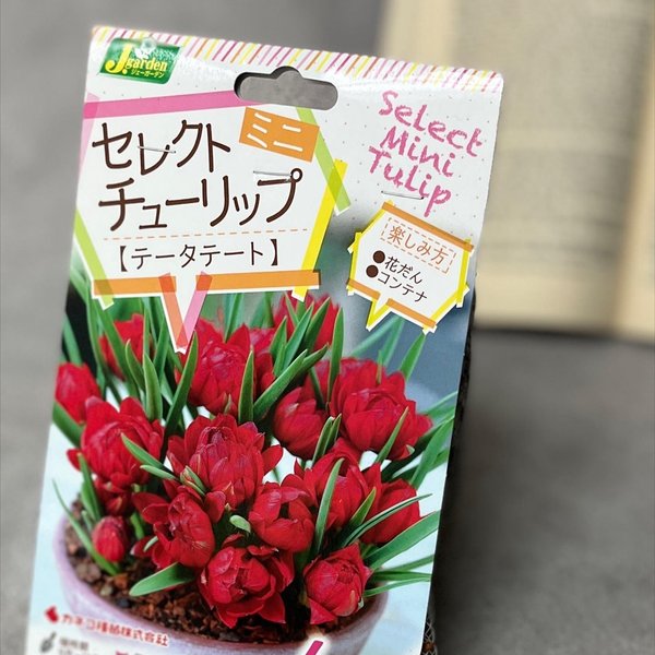 球根】原種系 チューリップ テタテート テタテ 5球 かすみ草の 球根】原種系 チューリップ テタテート テタテ 5球 かすみ草の