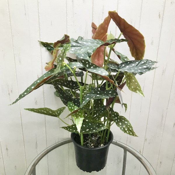 レア種 大株 ベゴニア マクラータ / Begonia maculata - olive レア種 大株 ベゴニア マクラータ / Begonia maculata - olive