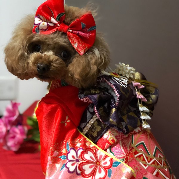 お祭り女の子向け ⸜ ♡ ⸝ ハンドメイド オーダー着物 振袖 犬服 - 犬用品