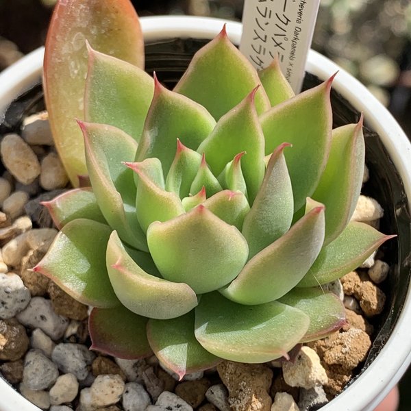 ダークパメラ×シムランス エケベリア 多肉植物 優木園 2 | tspea.org