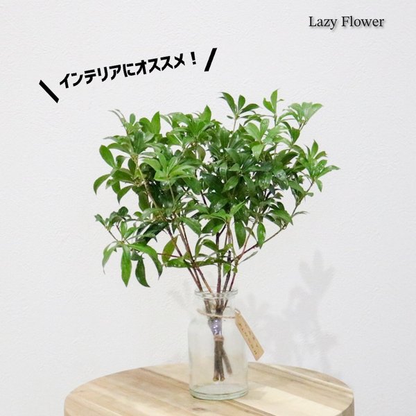 送料込み】アセビ30cm インテリア 装飾 枝物 生花 - Lazy Flower 送料込み】アセビ30cm インテリア 装飾 枝物 生花 - Lazy Flower
