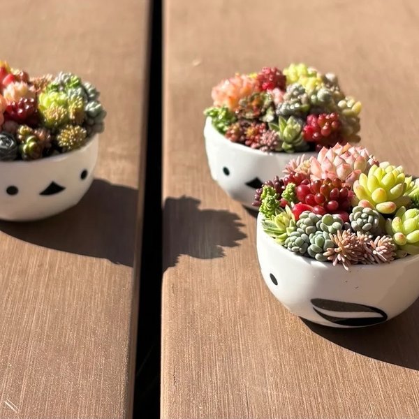 多肉植物 寄せ植え そのまま飾れる(•ө•)シマエナガ(小)No.1 多肉植物 寄せ植え そのまま飾れる(•ө•)シマエナガ(小)No.1