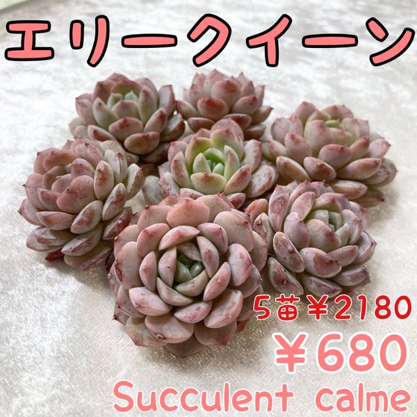 № 49☆エリークイーン☆韓国苗 多肉植物 エケベリア - Succulent № 49☆エリークイーン☆韓国苗 多肉植物 エケベリア - Succulent