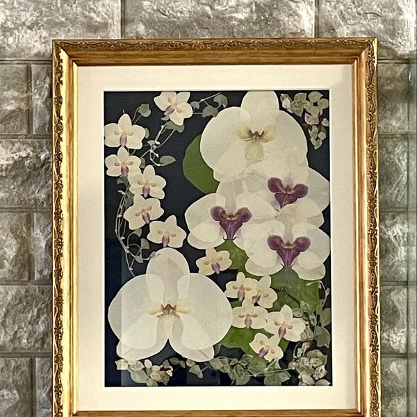 押し花額 胡蝶蘭 - HANA-RANRAN'S GALLERY | minne 国内最大級の 押し花額 胡蝶蘭 - HANA-RANRAN'S GALLERY | minne 国内最大級の