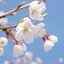 春桜-haruka-さんのショップ