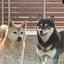 柴犬 むさし&かいさんのショップ