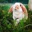 SEVEN's Bunny @nanaさんのショップ