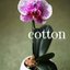 cotton(コットン)さんのショップ