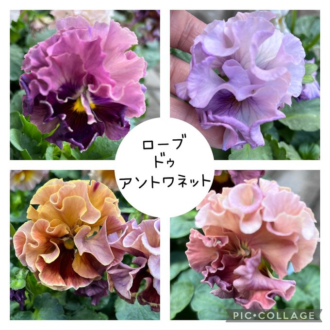 クリスマスセール♡強フリルパンジー♡ローブドゥアントワネット