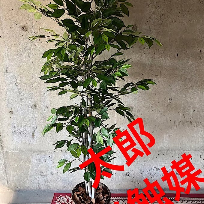 光触媒 人工観葉植物 ウォールグリーン フェイクグリーン ベンジャミン180-