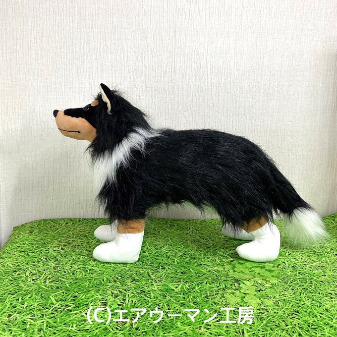 コリー(ラフコリー&シェルティ&ボーダーコリー)の立ち姿の コリー(ラフコリー&シェルティ&ボーダーコリー)の立ち姿の