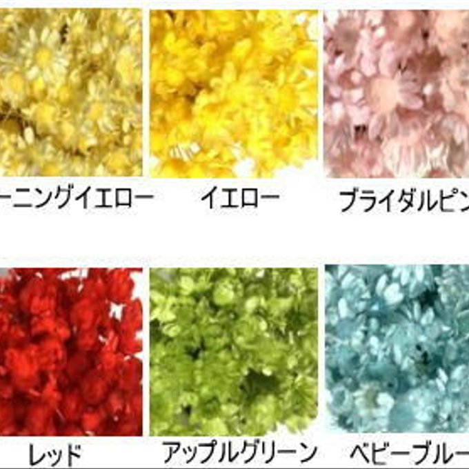 人気のスターフラワーブロッサム ドライフラワー お色はストロベリー 大地農園 - えぞリスGarden | minne 国内最大級のハンドメイド・手作り通販サイト 人気のスターフラワーブロッサム ドライフラワー お色はストロベリー 大地農園 - えぞリスGarden | minne 国内最大級のハンドメイド・手作り通販サイト