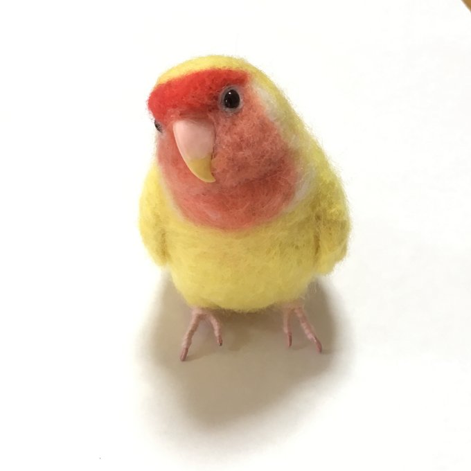 専用ページです※birdhous274様ご依頼のルチノーコザクラインコちゃん