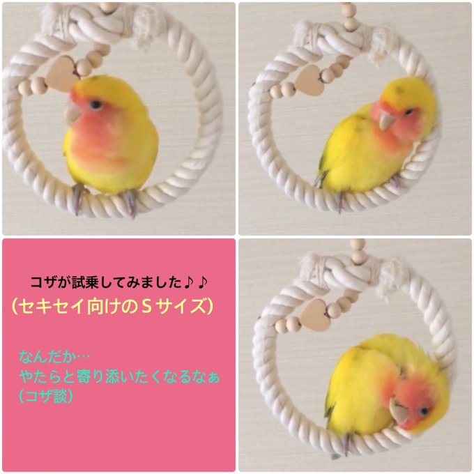 安全で安心《お花の ぬくぬくブランコ》SSサイズ✩.*˚鳥ブランコ