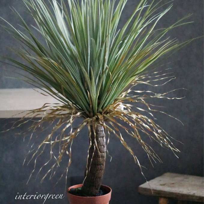 ドライガーデン好き❁⃘*.゚お世話いらずの枯れないユッカフェイク➕ ドライガーデン好き❁⃘*.゚お世話いらずの枯れないユッカフェイク➕