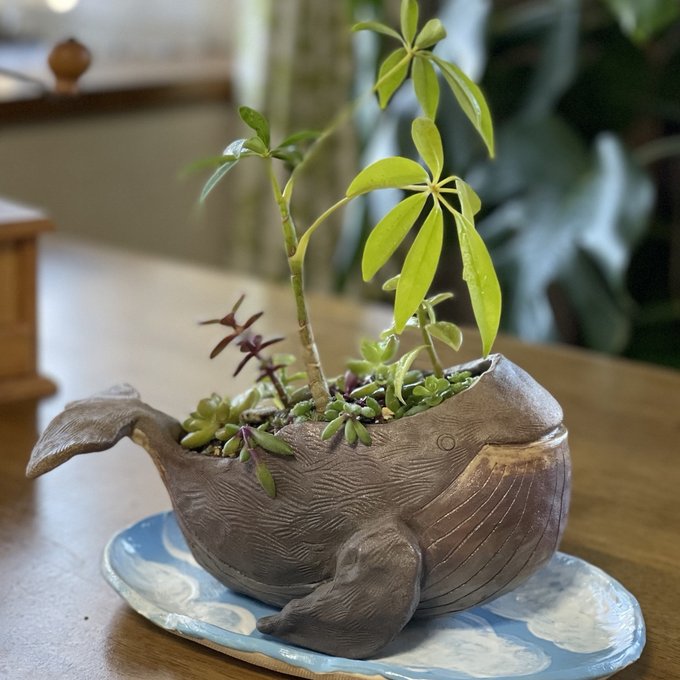 多肉植物寄せ植え用くじら鉢🐳 - YAYOIGAMA'S GALLERY | minne 国内